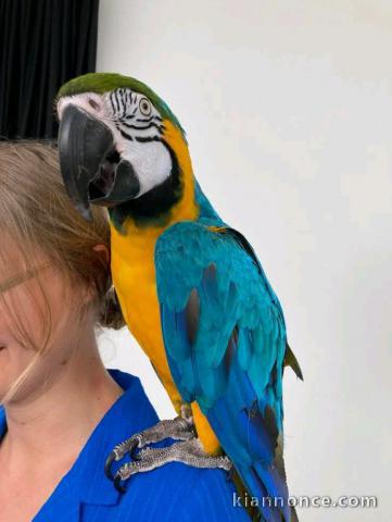 perroquet Ara disponible 