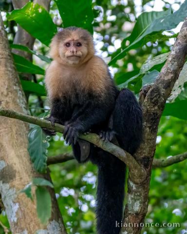 adorable singe capucin femelle a donner 