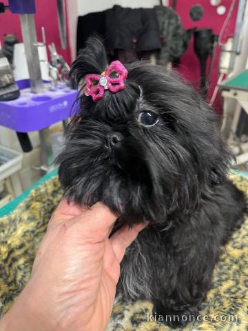 chiot Shih Tzu a donner 