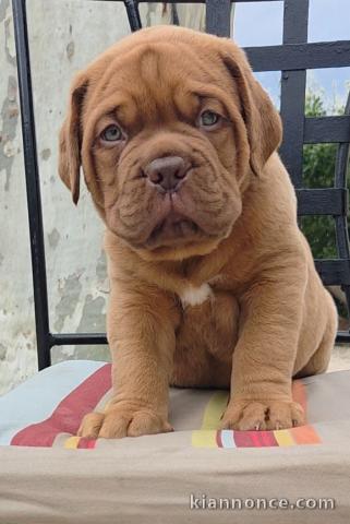 magnifique chiot dogue bordeaux a donner 