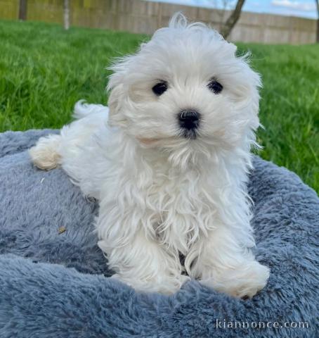 chiot bichon maltais à donner 