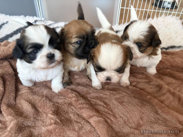 adoption chiot Shih Tzu adorable 