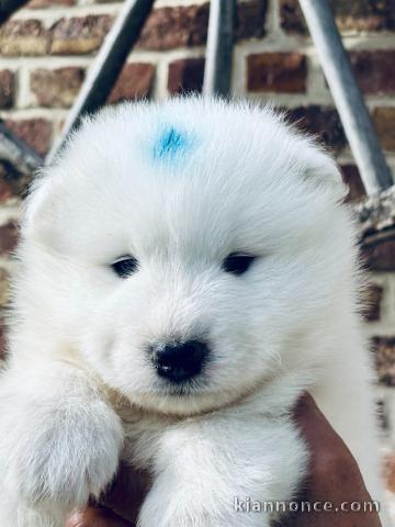 je donne chiot samoyède disponible 