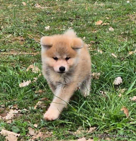 chiot Akita inu disponible pour adoption 