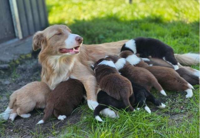 Nouvelle portée de chiots Border collie pure race