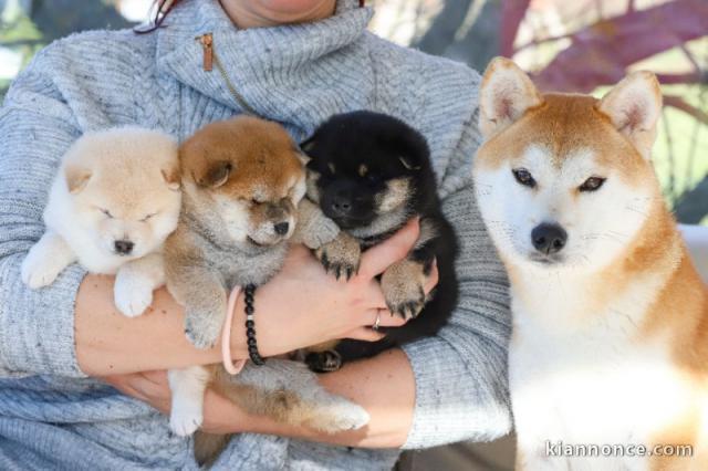 Sublimes chiots Shiba Inu pure race