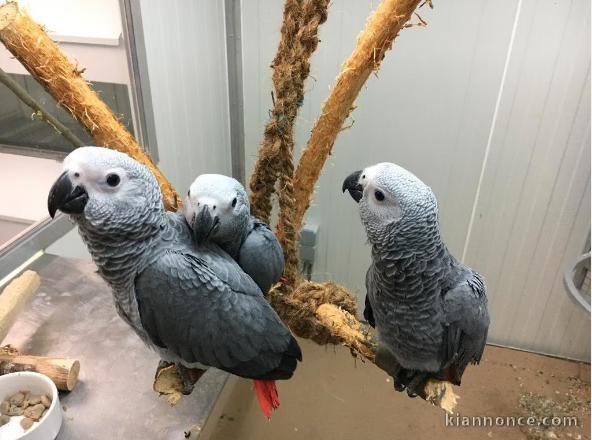 Perroquets gris du gabon eam apprivoisés