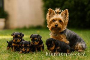 Superbes chiots Yorkshires Pure race