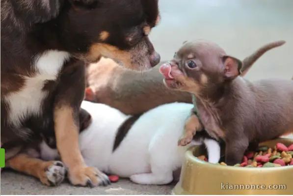 Adorables chiots chihuahua pure race