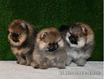 Chiots Spitz pure race