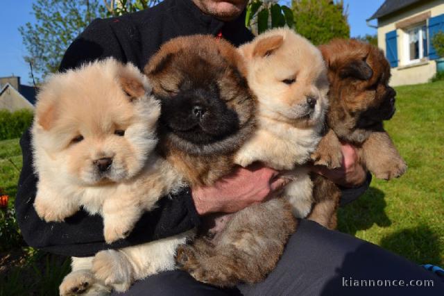 Beaux chiots Chow Chow pure race à réserver