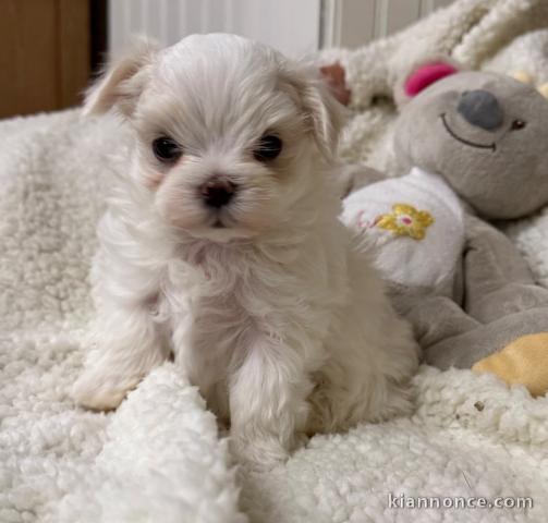 adorable chiot bichon maltais disponible 