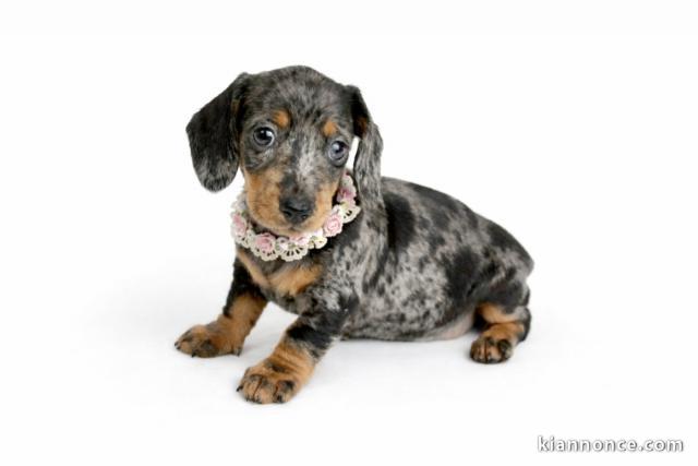 adorable chiot teckel a donner 