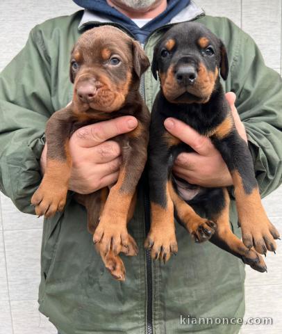 Dobermann chiots à vendre