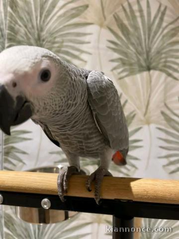 perroquet gris du Gabon pour adoption 