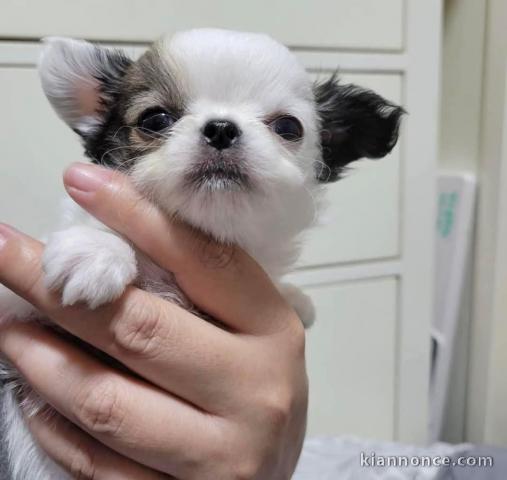 chiot type chihuahua mâle a donner 