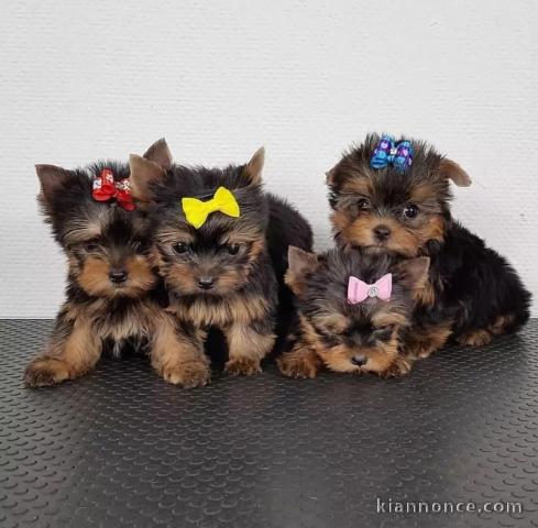 adoption chiot Yorkshire terrier magnifique 