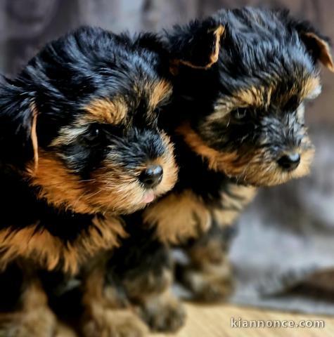 coupe chiot Yorkshire terrier pour saillie 