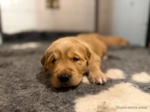 chiot golden retriever mâle a donner 