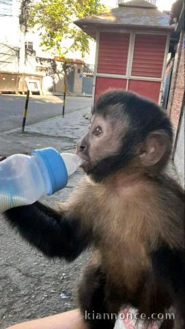 singe capucin mâle et femelle disponible 