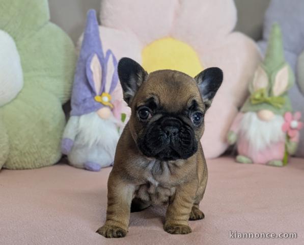 chiot type bouledogue français disponible 