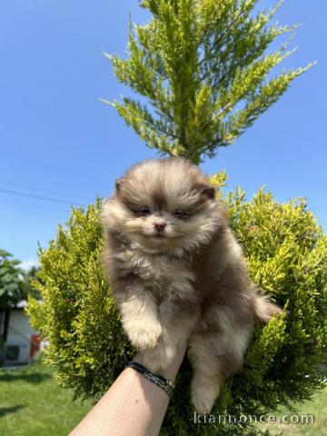 je donne chiot spitz allemand 