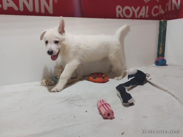 chiot berger blanc suisse adoption 