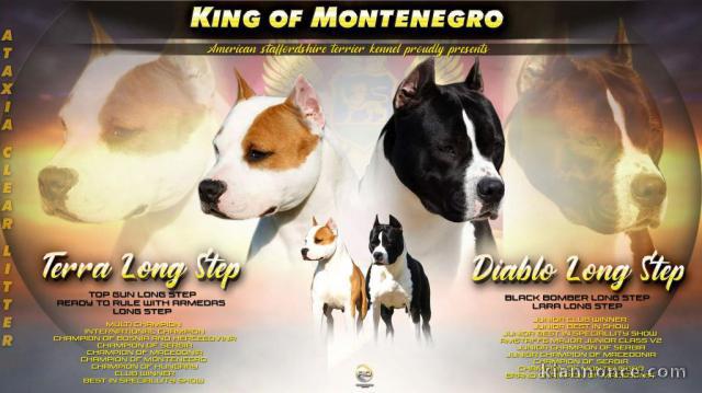 American Staffordshire Terrier Amstaff chiots