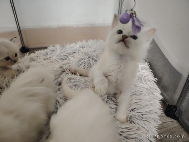 chaton ragdoll femelle a donner 