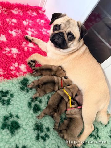 bébé chiot carlin disponible 