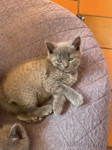 chaton châtreux disponible pour adoption 