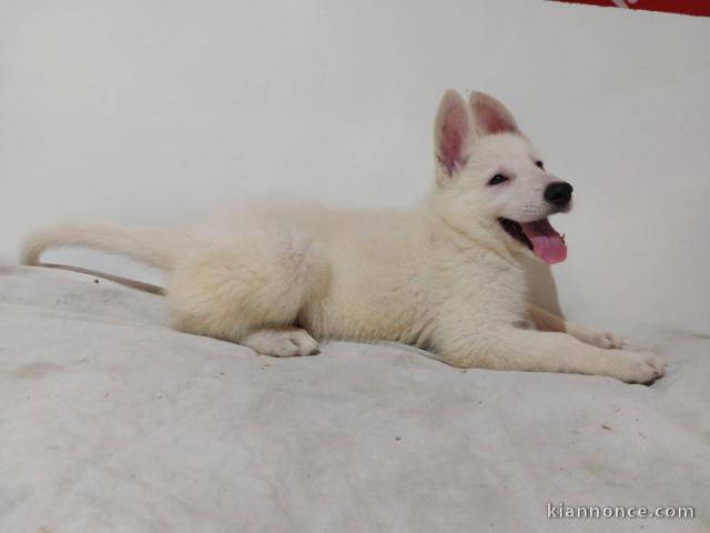 je donne chiot berger blanc suisse 