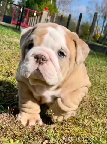 je donne chiot bulldog anglais mâle 