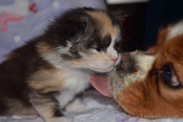 chaton maine coon disponible pour adoption 