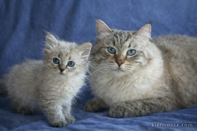 magnifique chaton sibérien adorable 