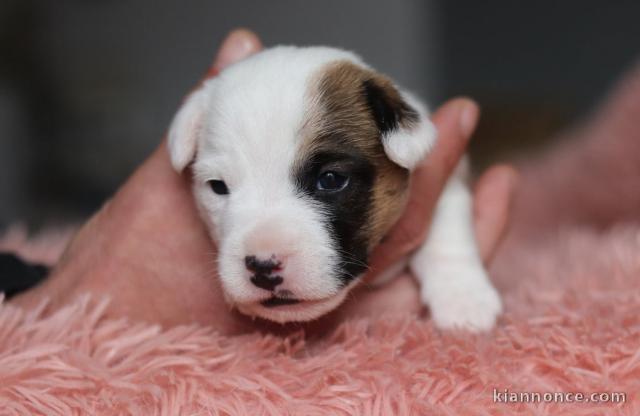 chiot jack ressel disponible pour adoption 