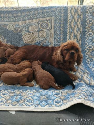 chiot cavalier king charle disponible 