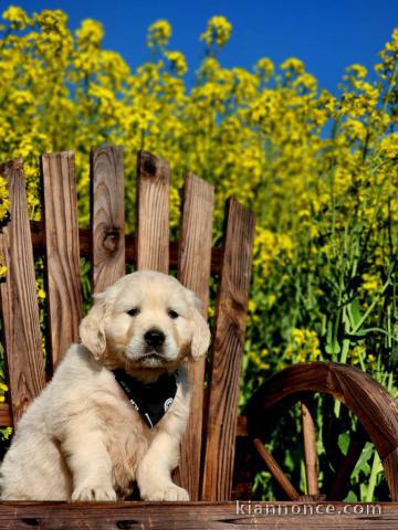 chiot golden retriever mâle 