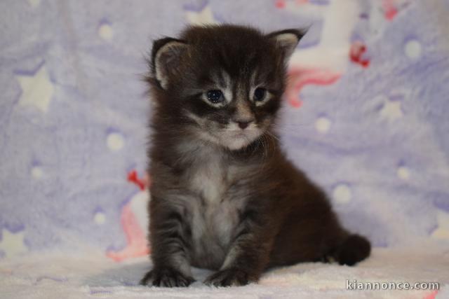 chaton maine coon disponible pour adoption 