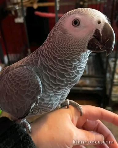 je vends mon perroquet gris du Gabon 