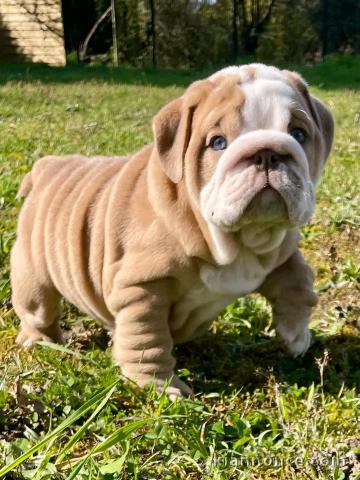 chiot bulldog anglais a vendre 