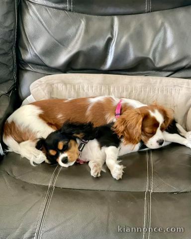 chiot cavalier king charle femelle disponible 