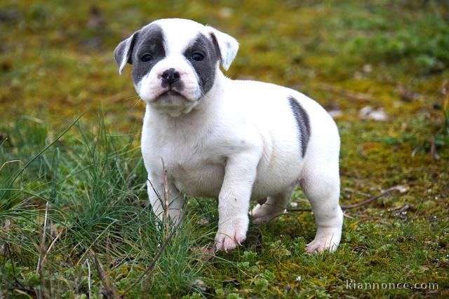 chiot staffie disponible pour adoption 