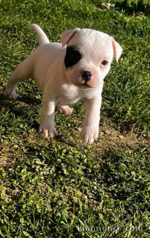 chiot Staff disponible pour adoption 