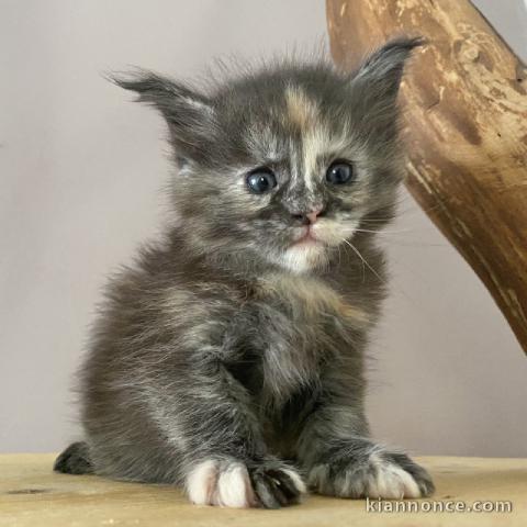 chaton maine coon disponible 