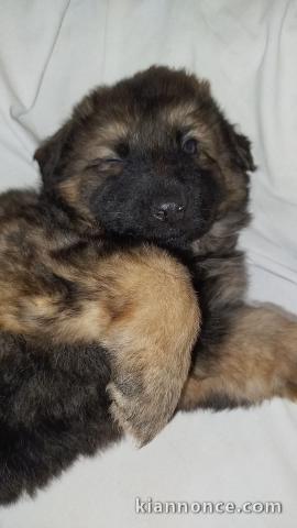 chiot type berger allemand disponible pour adoption 