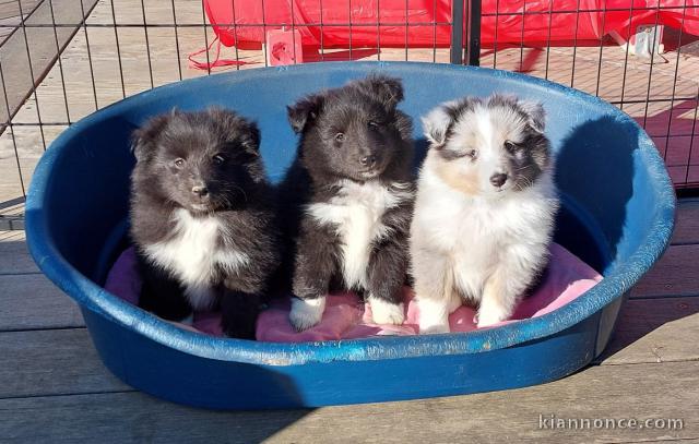 Chiot Shetland Sheepdog mâle et femelle 