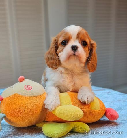Chiots Cavalier King Charles mâle a donner 