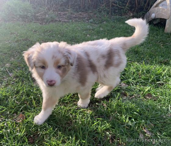 Bergers Australien cherchent famille pour la vie