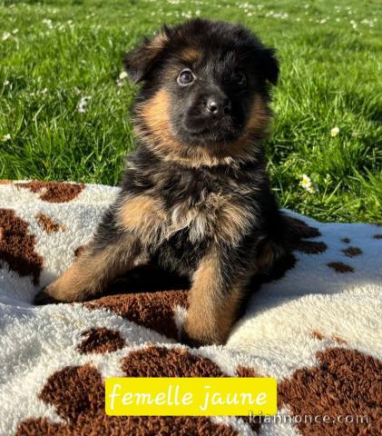 Berger Allemand cherchent famille pour la vie